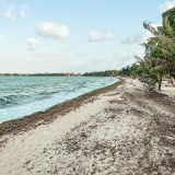 Turquoise zee met wit strand en palmbomen in Placencia, Belize.