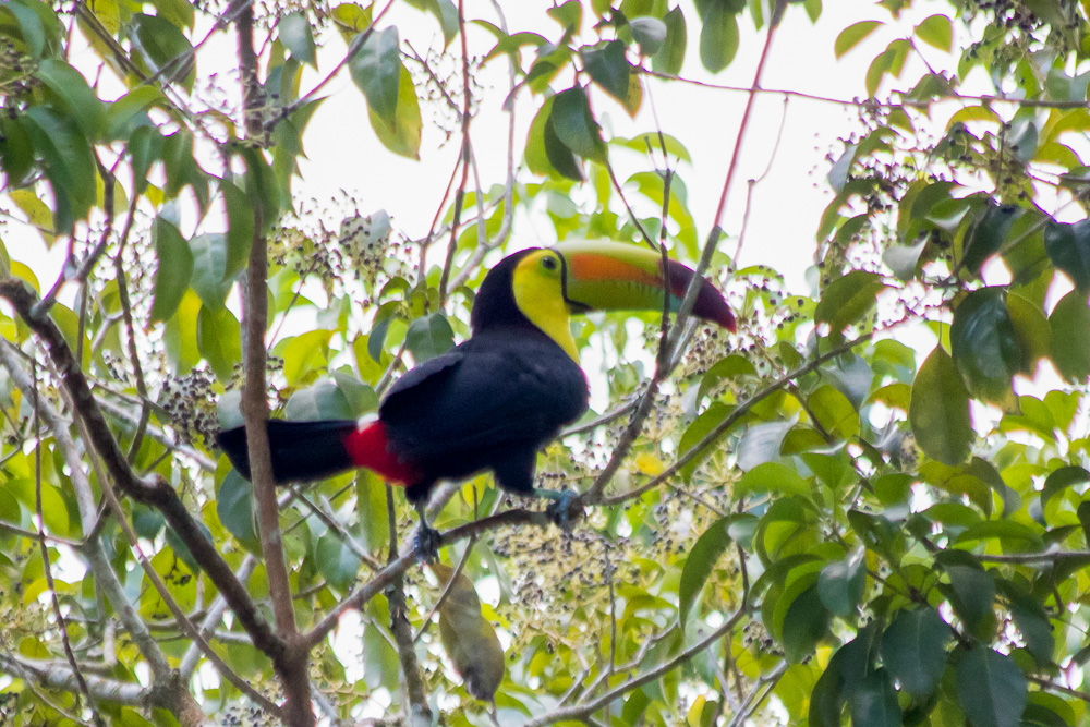 Birds of Belize